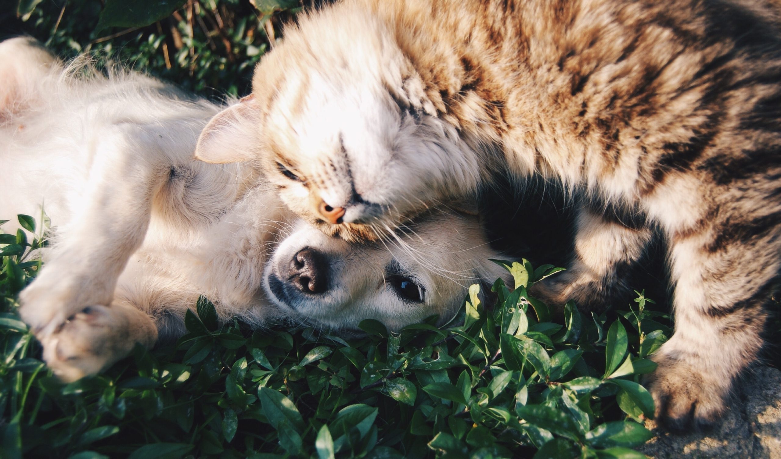 You are currently viewing CBD Oil and Pets: What You Need To Know Before Buying